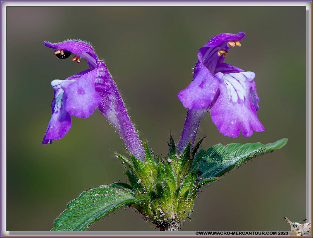 Galeopsis 